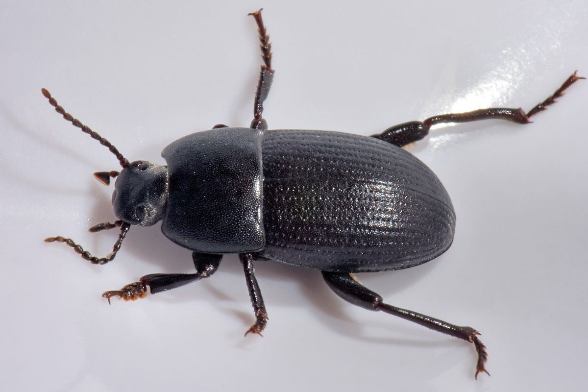 Tenebrionidae: Tutti Pedinus meridianus?  S, maschi e femmine